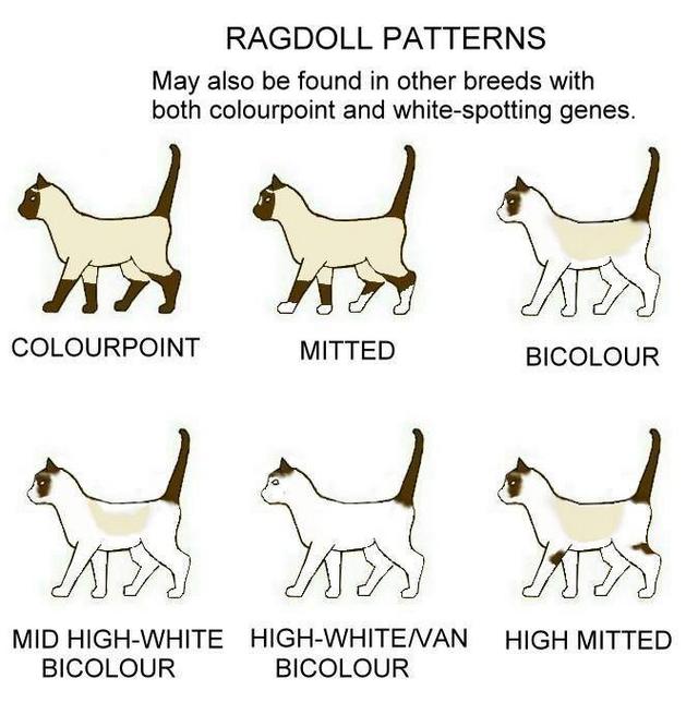 ragdollens mønstre